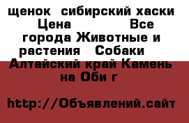 щенок  сибирский хаски › Цена ­ 12 000 - Все города Животные и растения » Собаки   . Алтайский край,Камень-на-Оби г.